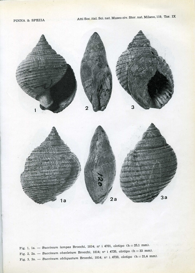 dal Pliocene laziale